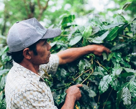 Bali Blue Single Origin - Medium Dark Roast - Whole Bean / 12oz | Ember Coffee & Tea