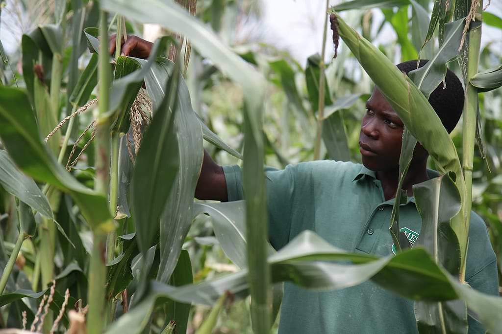 The Greener Diamond Foundation Project
