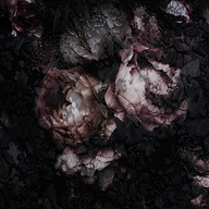 Pink and white peonies with green leaves are partially obscured by a layer of delicate black lace, creating a dark, moody, and textured floral scene reminiscent of the rose print on the Christine Dress’s sheer gown fabric.