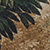 Dark green palm fronds cast shadows over a tan, sandy surface.