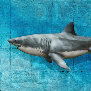 Sharks