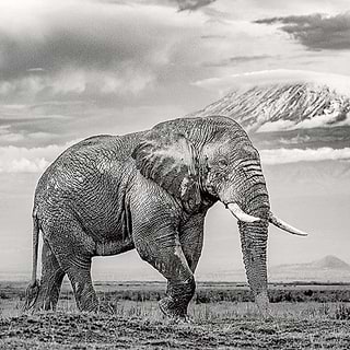 Elephants