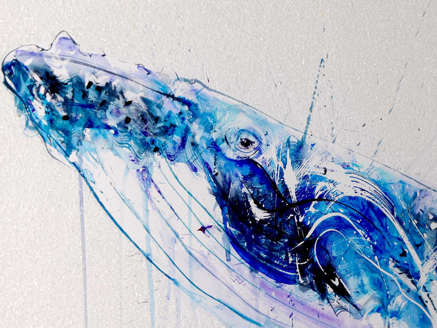 Humpback Whale