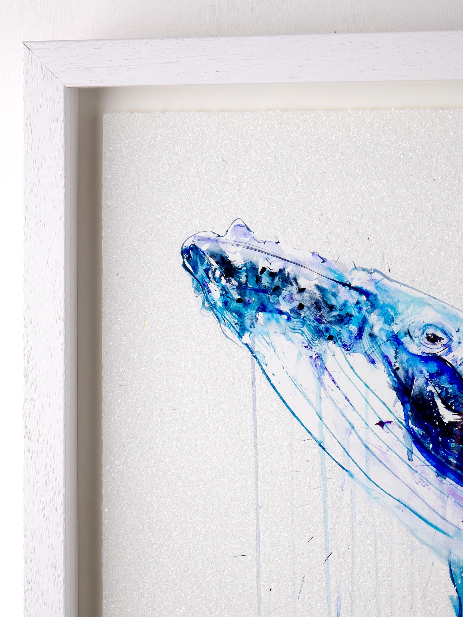 Humpback Whale