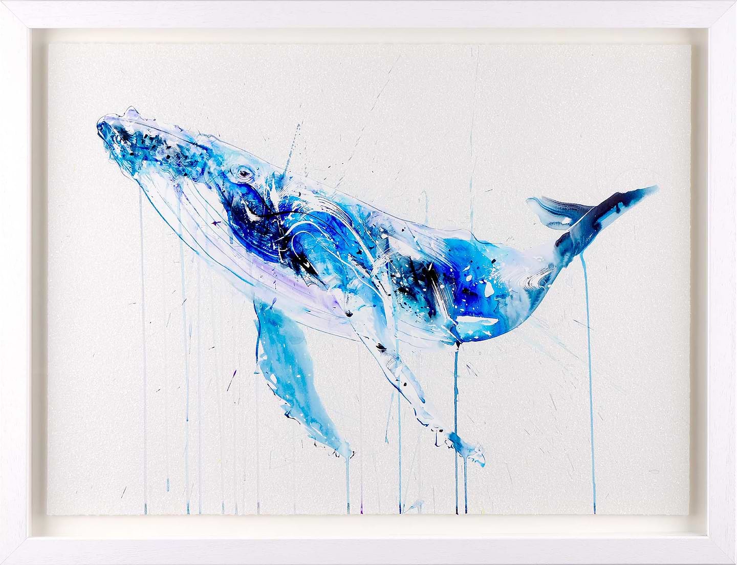 Humpback Whale