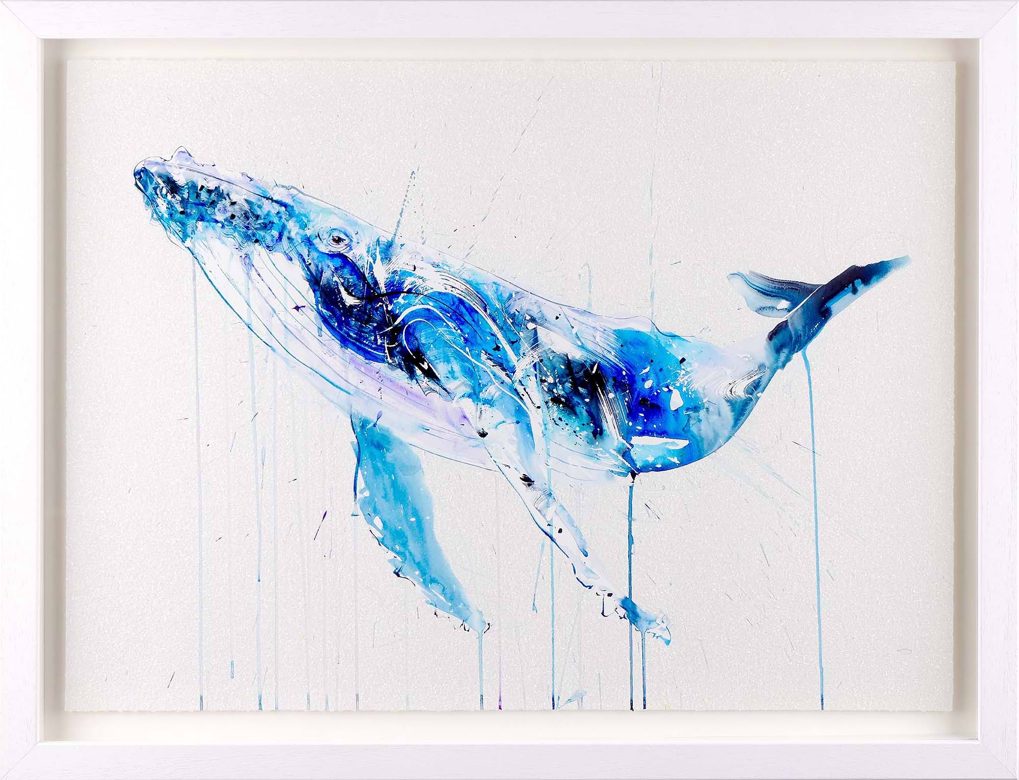 Humpback Whale
