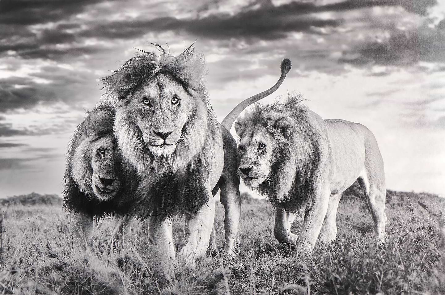 The Golden Boys
