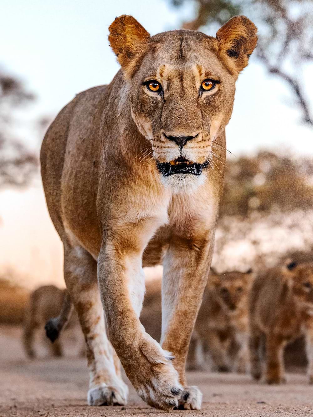 A Mothers Pride