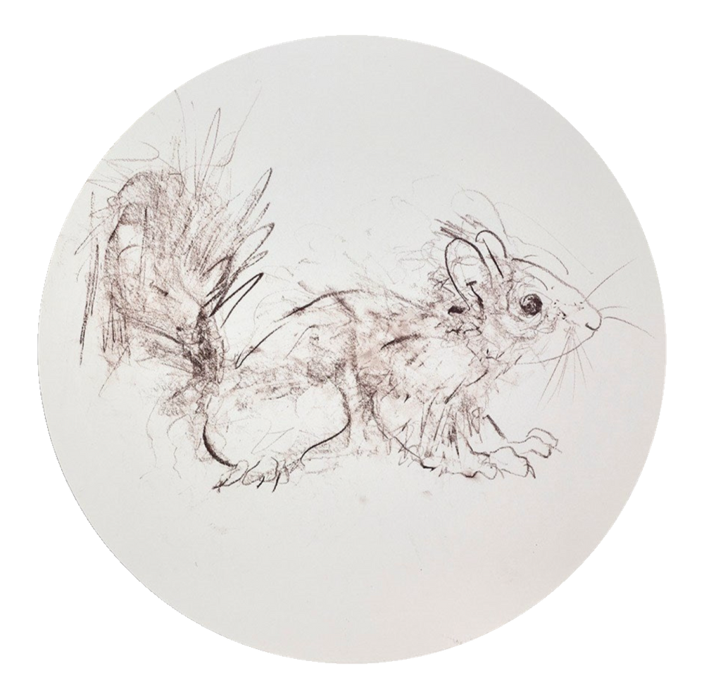 Red Squirrel Sketch II