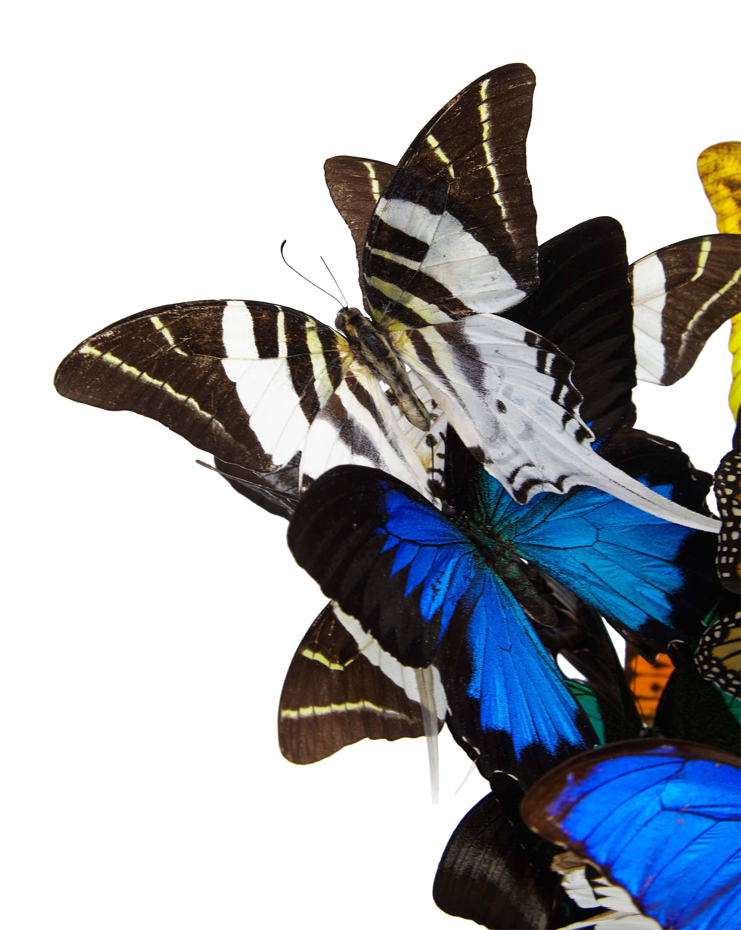 Chanel Black Pearl Colourful | Roman Feral – Clarendon Fine Art