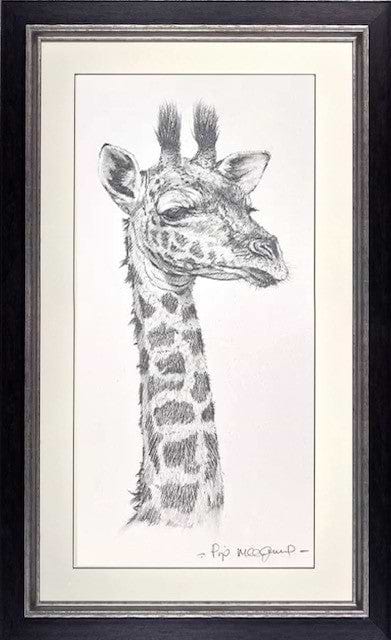 Baby Giraffe