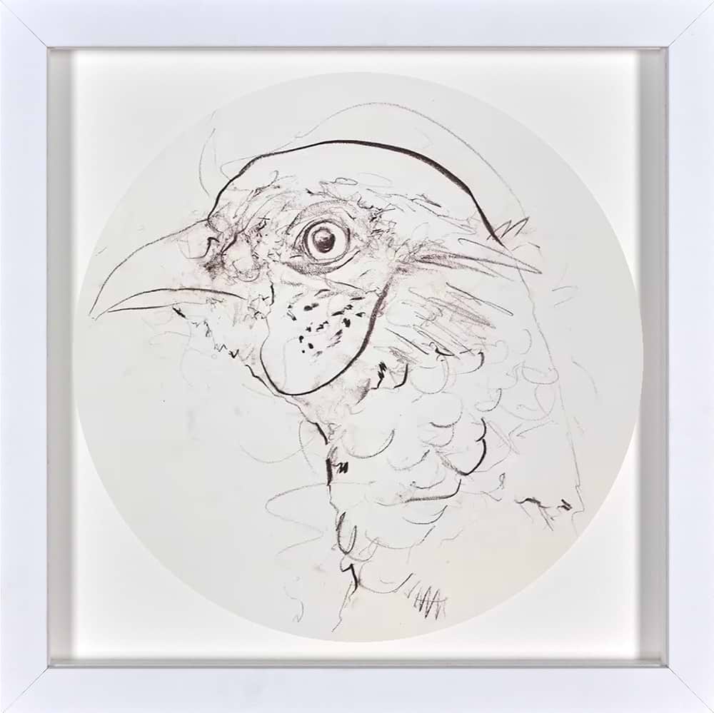 Pheasant Sketch