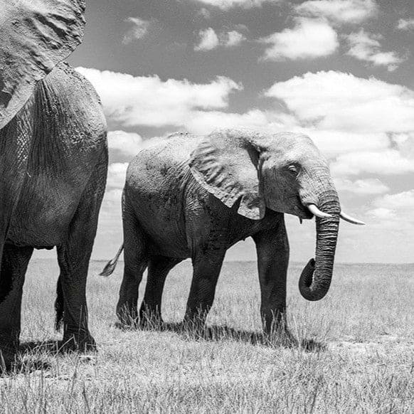Matriarch