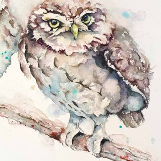 A Dapper Duo- Little Owls