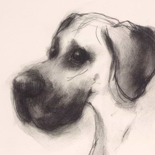 The Great Dane