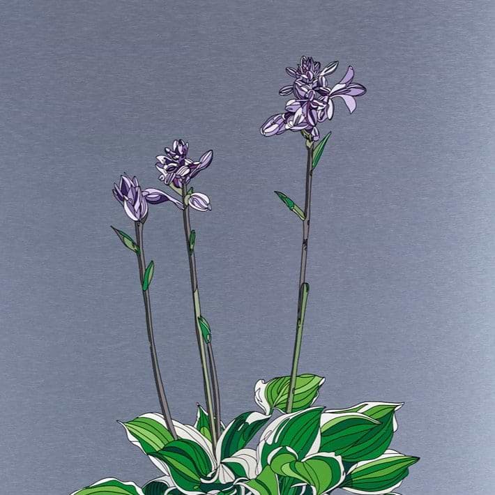 Hosta