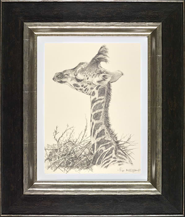 Baby Giraffe III