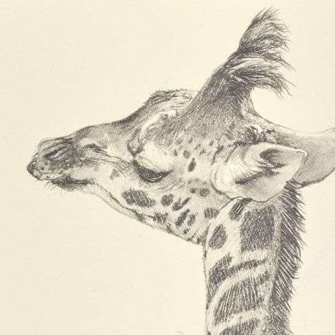 Baby Giraffe III