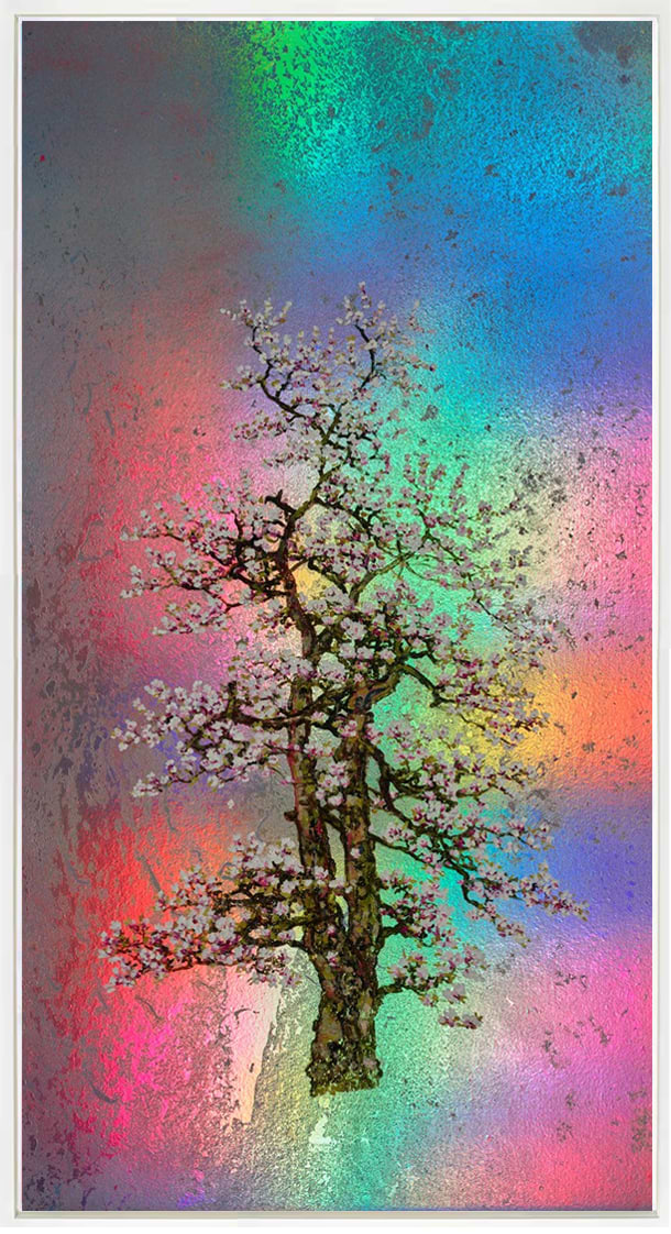 Edith, Rainbow Blossom