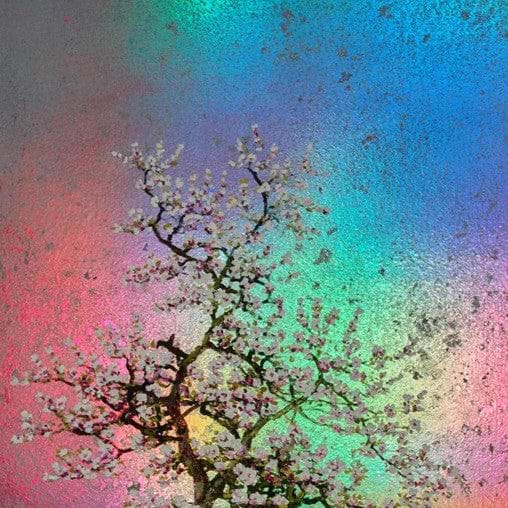 Edith, Rainbow Blossom