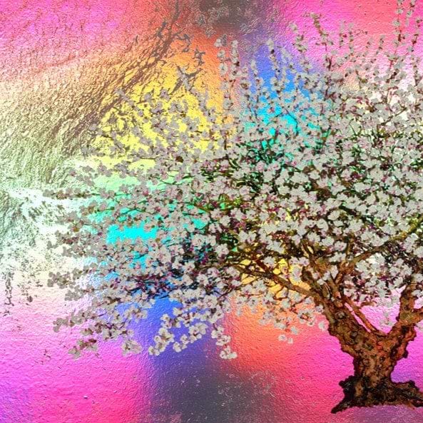Lady Jane Grey, Rainbow Blossom