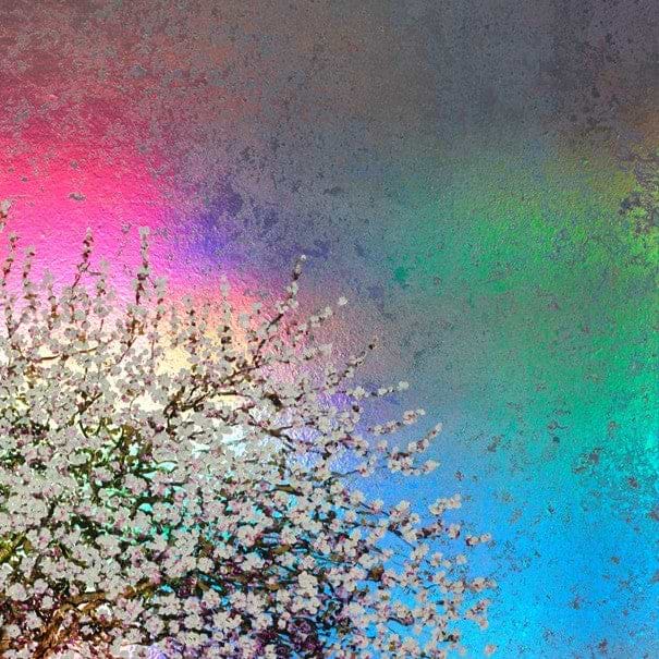 Lady Jane Grey, Rainbow Blossom