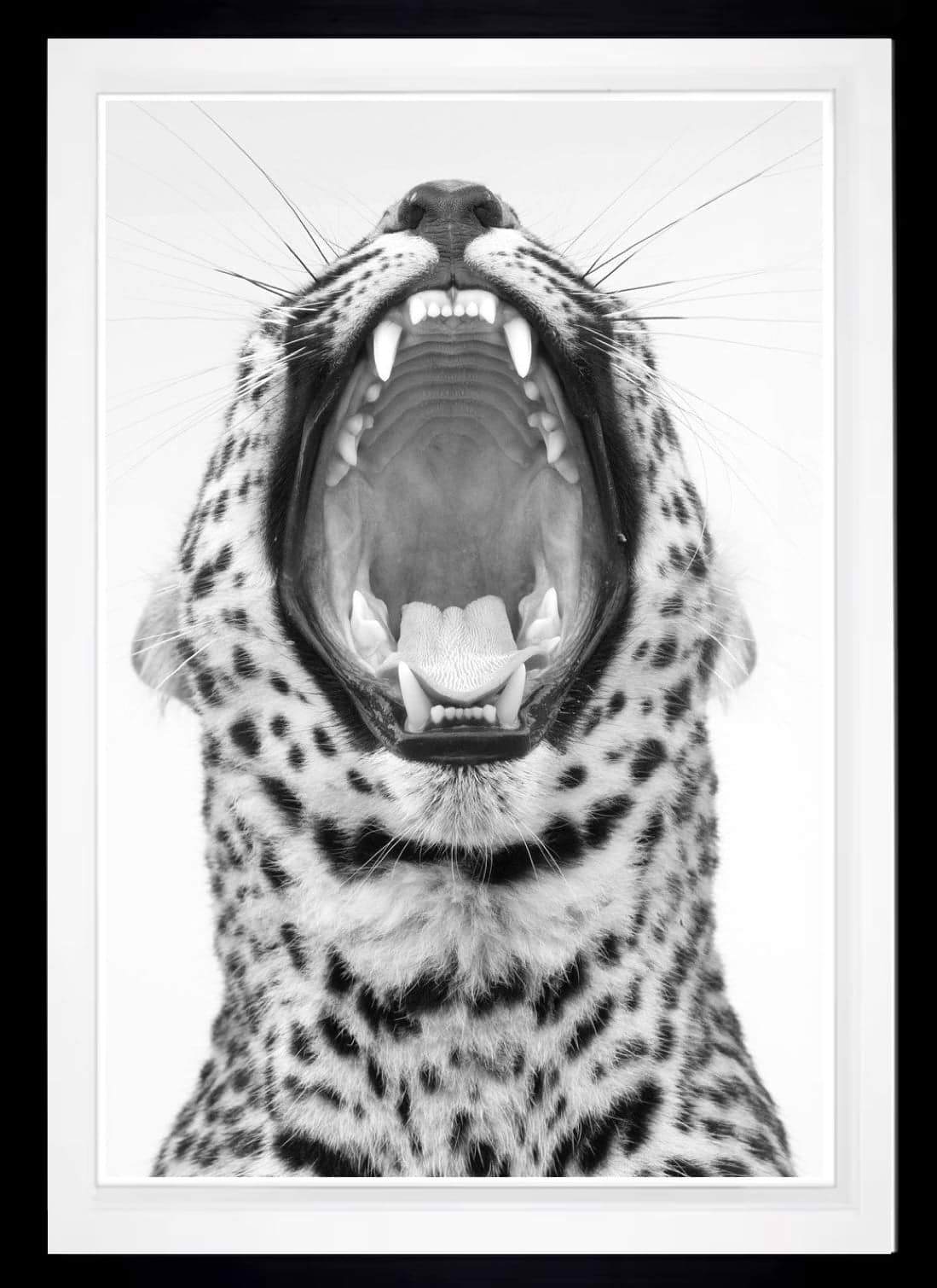 Never Change Your Spots | Harry Skeggs – Clarendon Fine Art