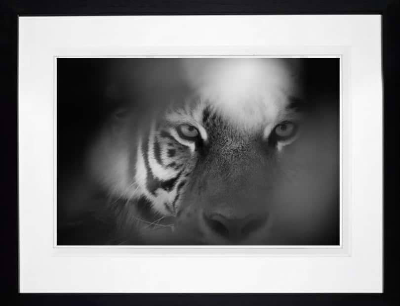 Eye Of The Tiger