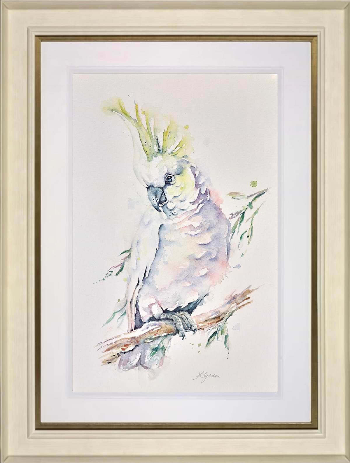 Sulphur Crested Cockatoo