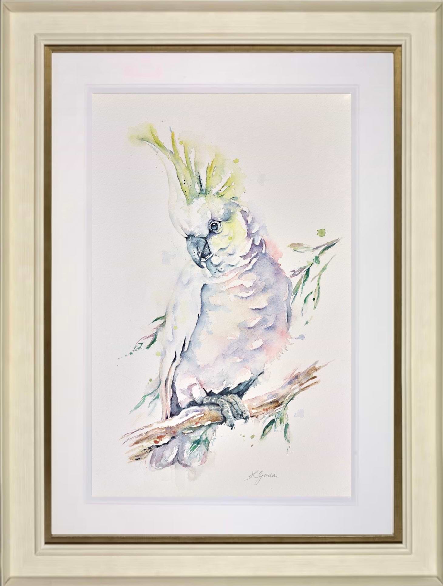 Sulphur Crested Cockatoo