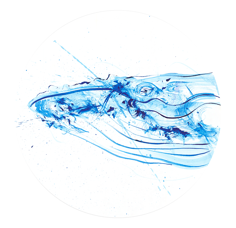 Humpback Whale Study