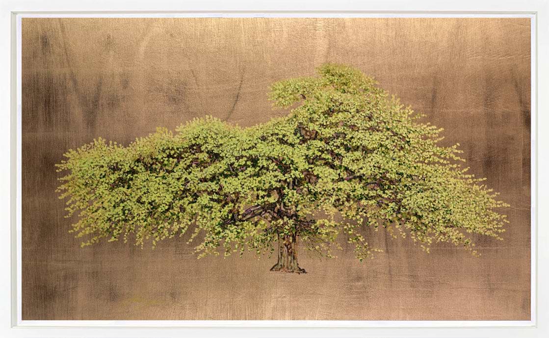Wych Elm