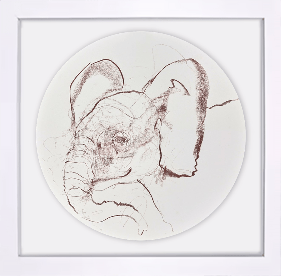 Young Elephant Sketch XVI
