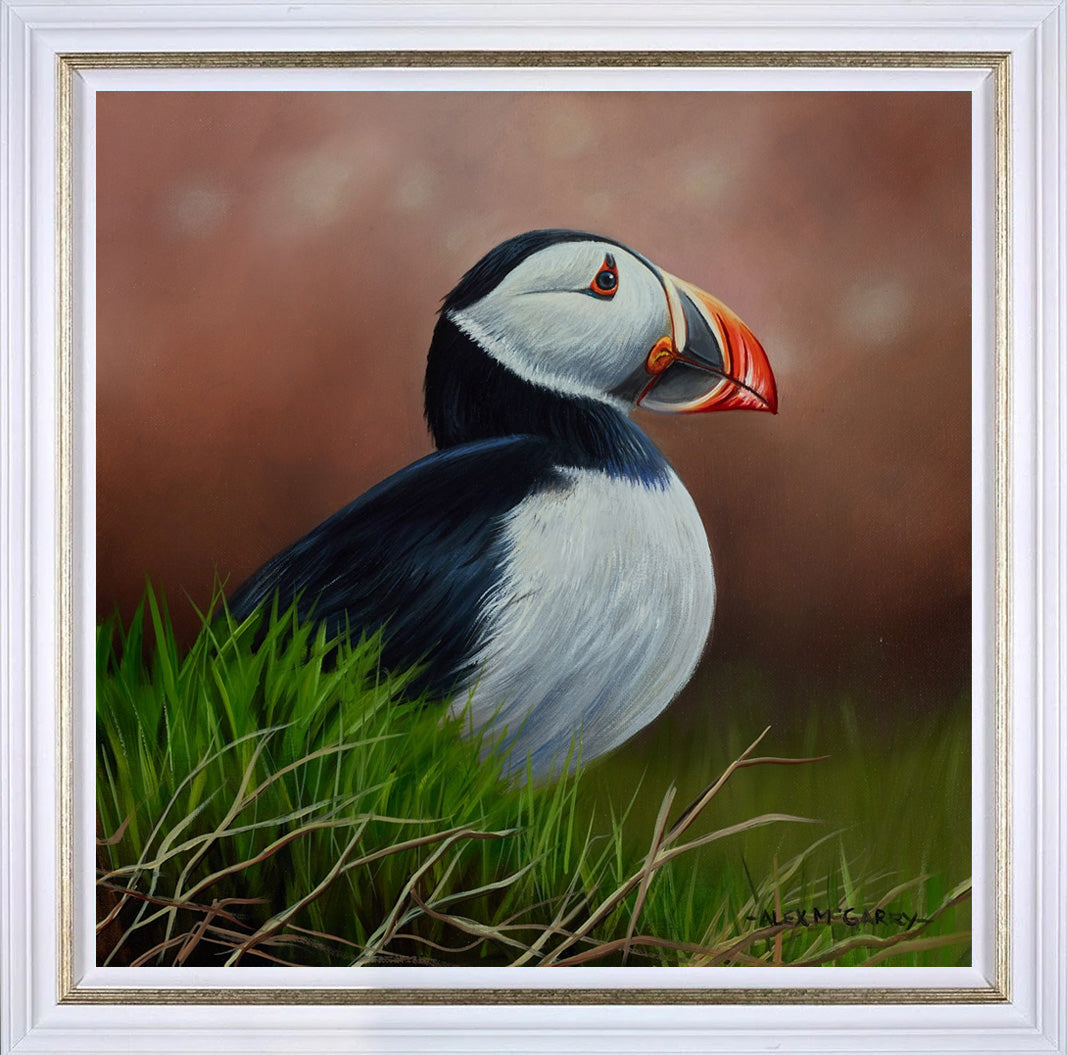 Puffin