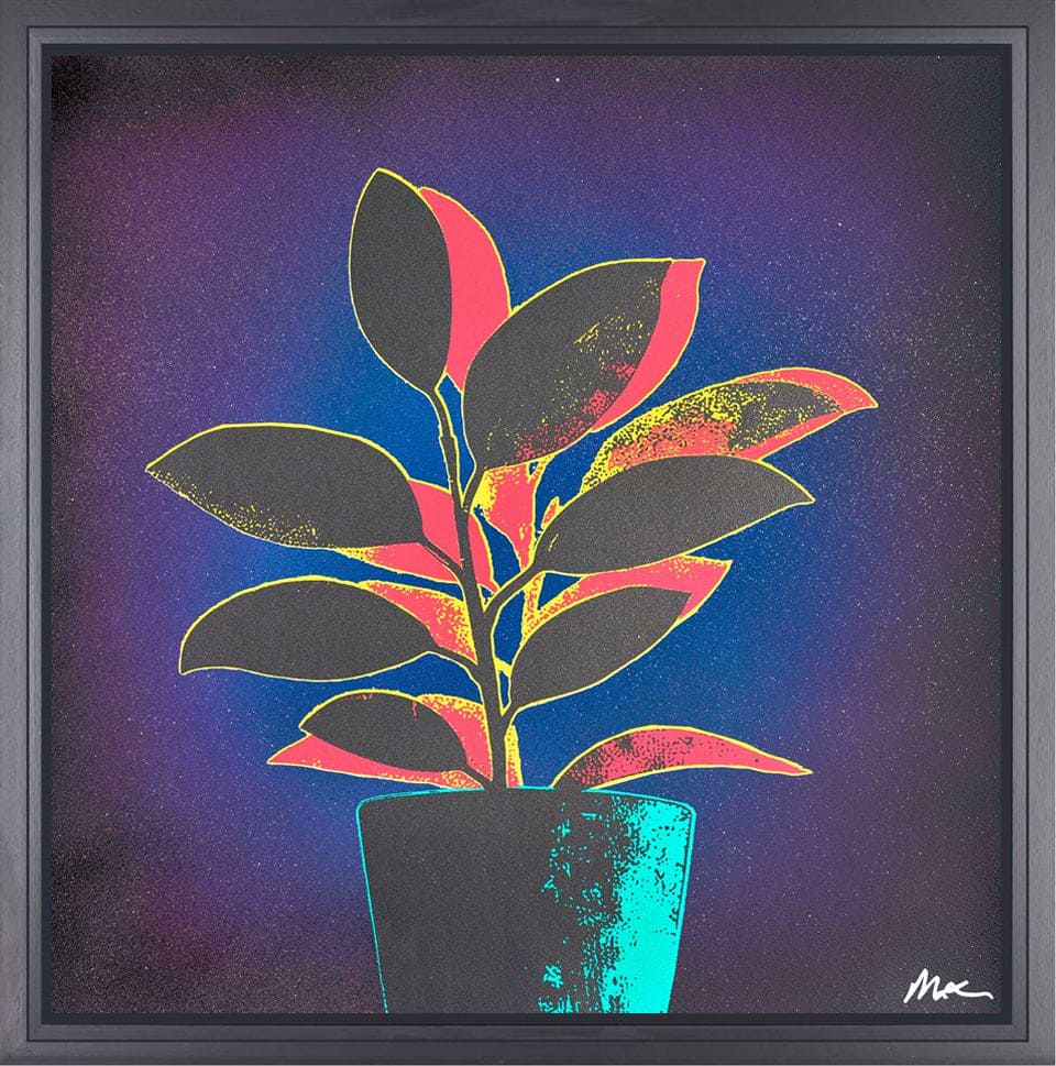 Ficus Fabulosa - Green/Blue