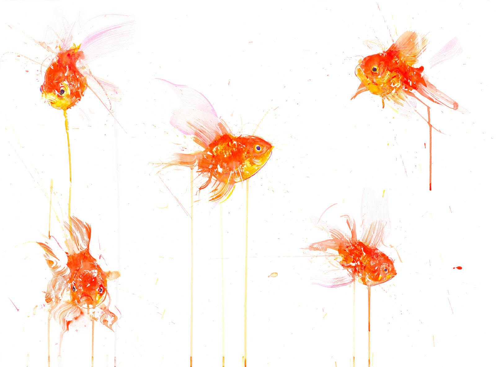 Goldfish