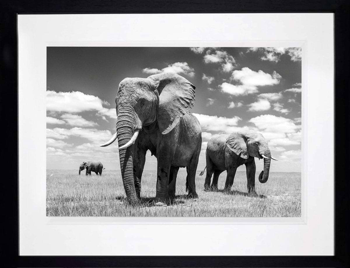 Matriarch (Framed)