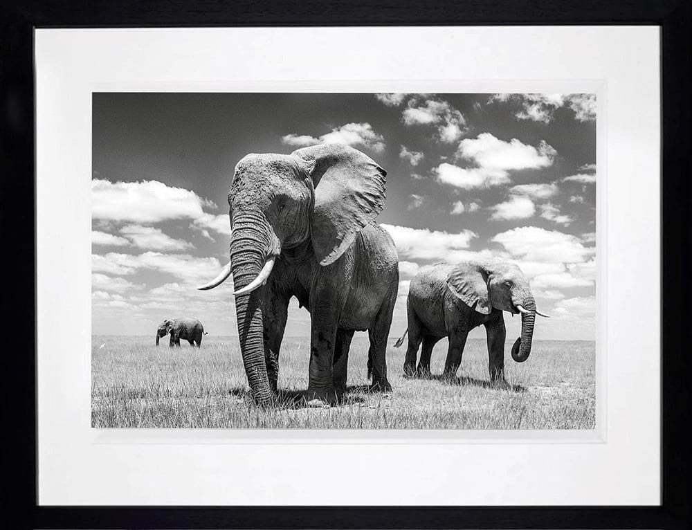 Matriarch (Framed)