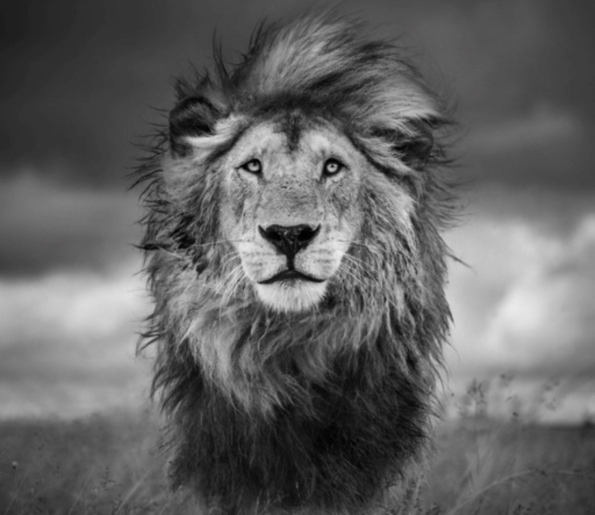 Rasta