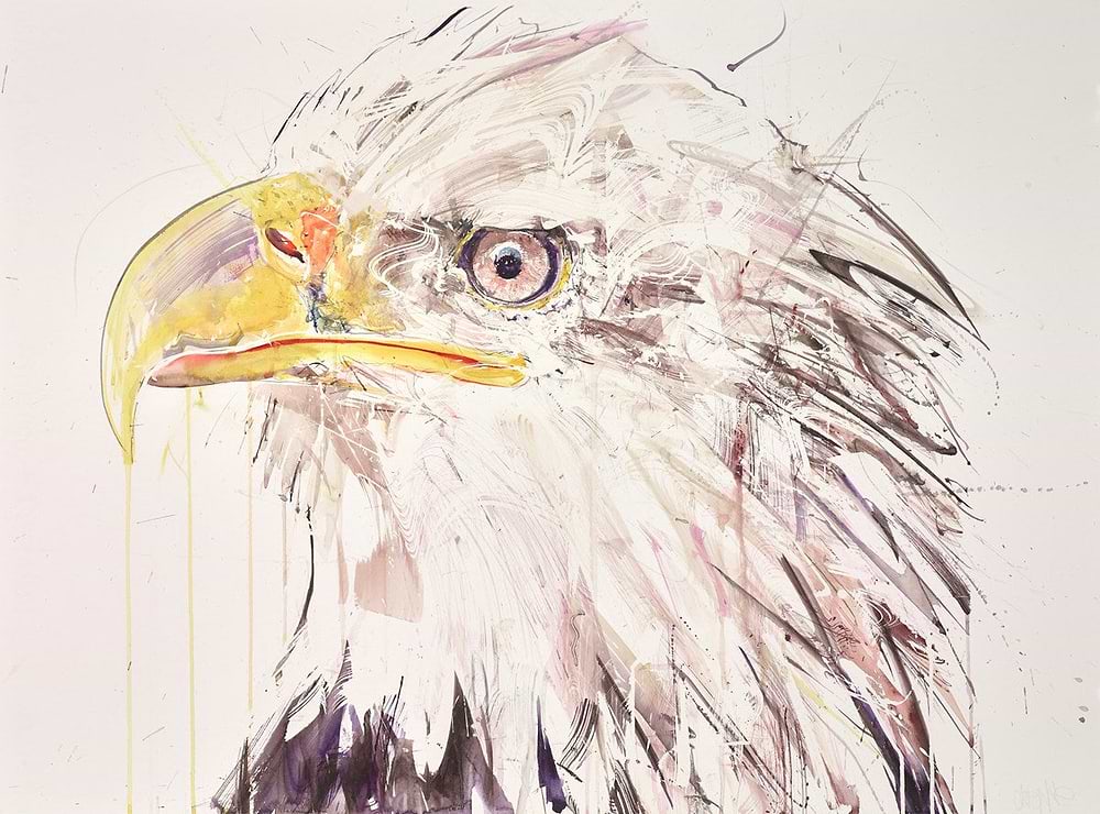Bald Eagle