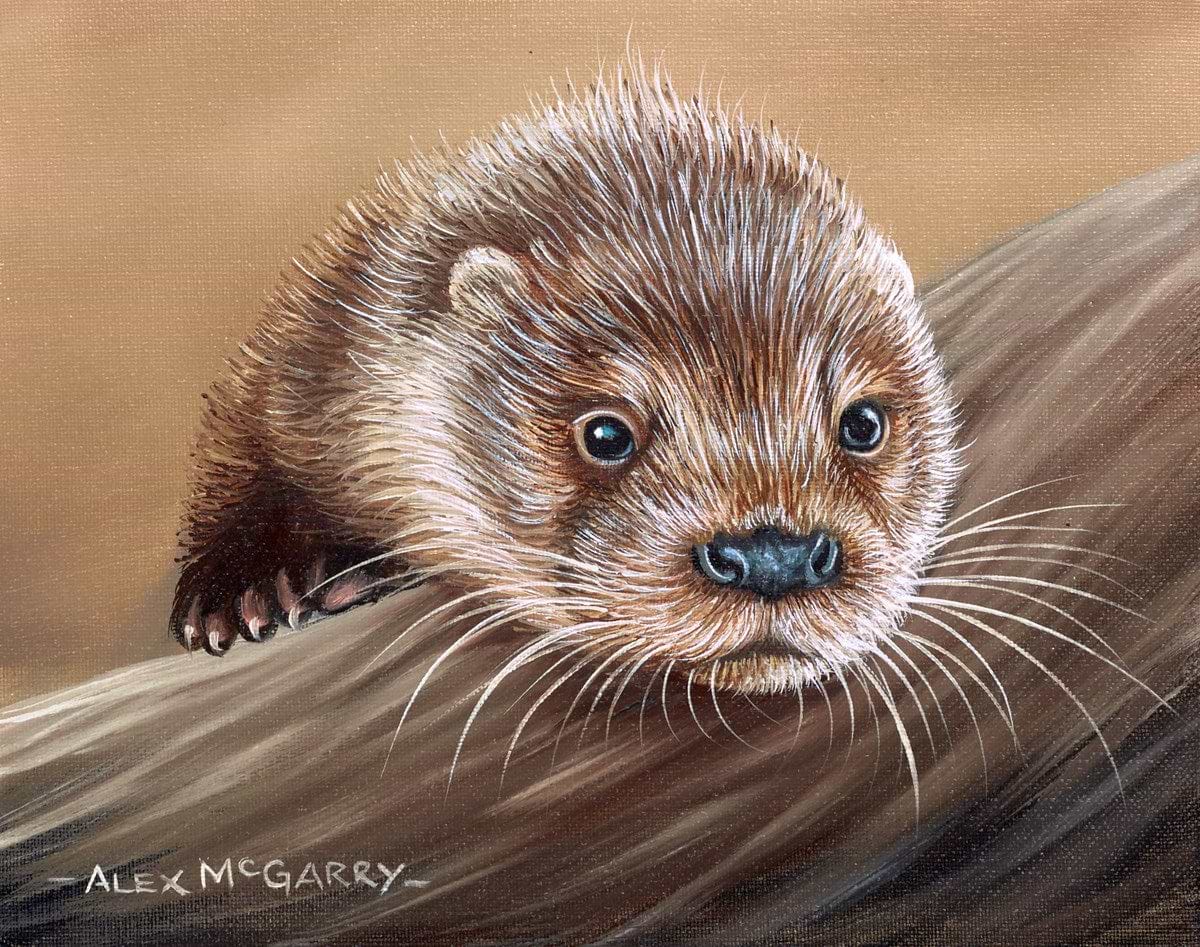 Otter VI