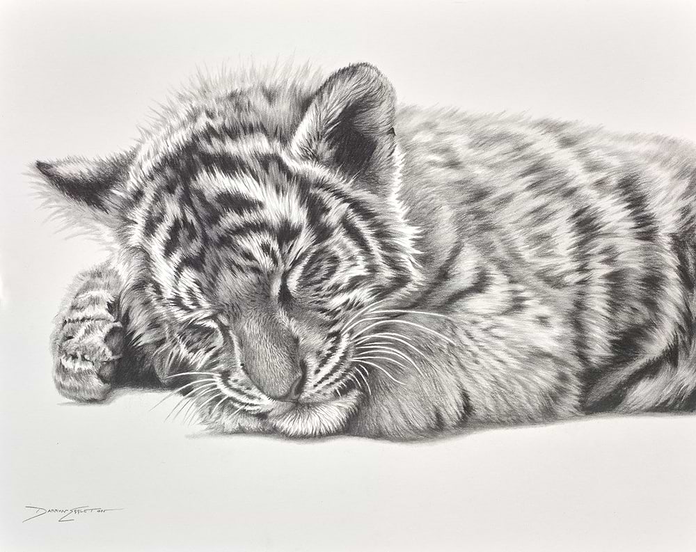 Cat Napping