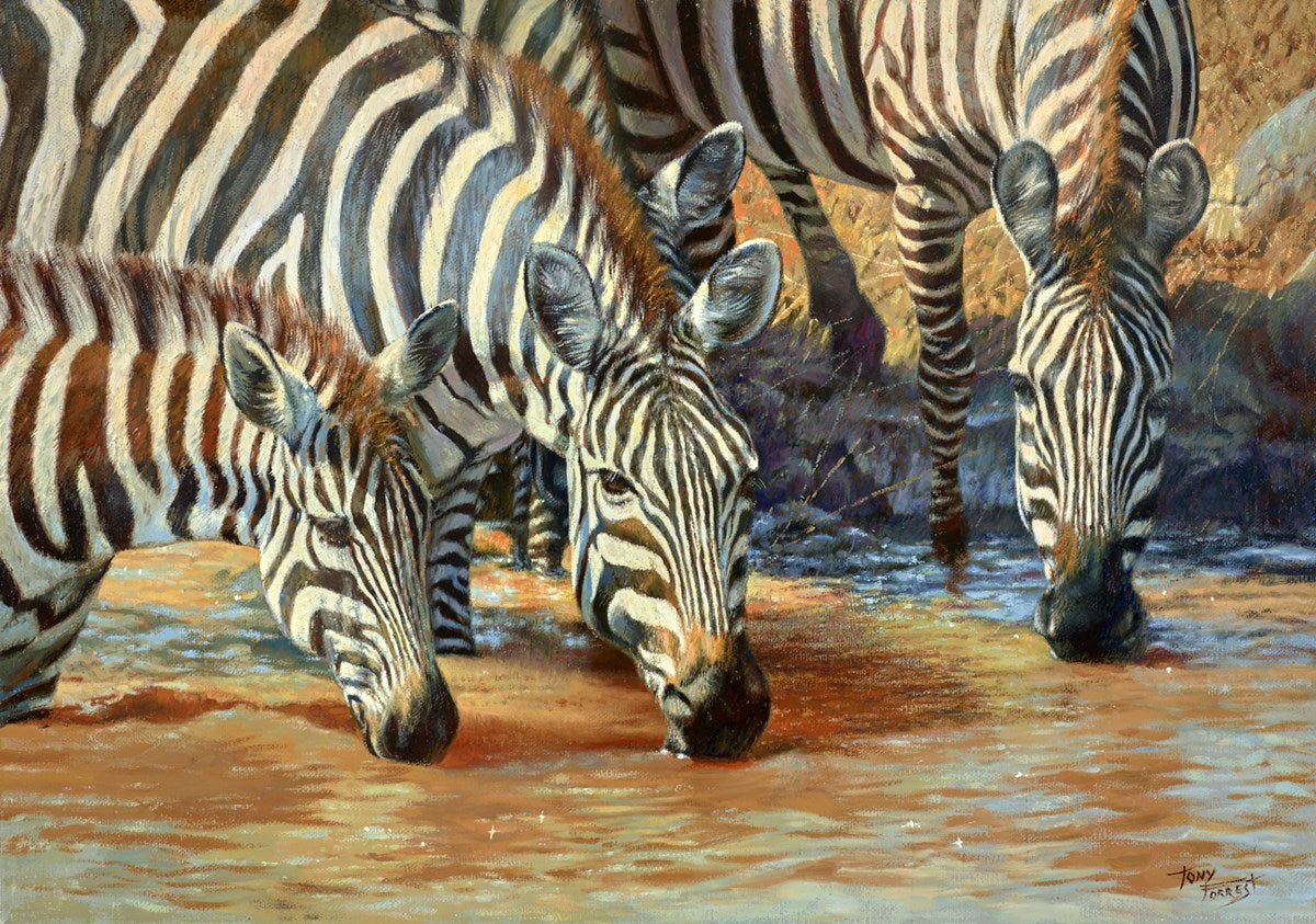 Zebras Drinking