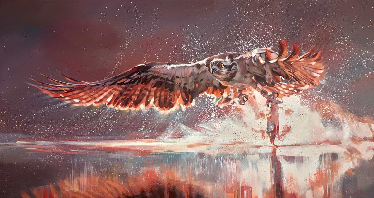 River Hawk, Osprey in Flight