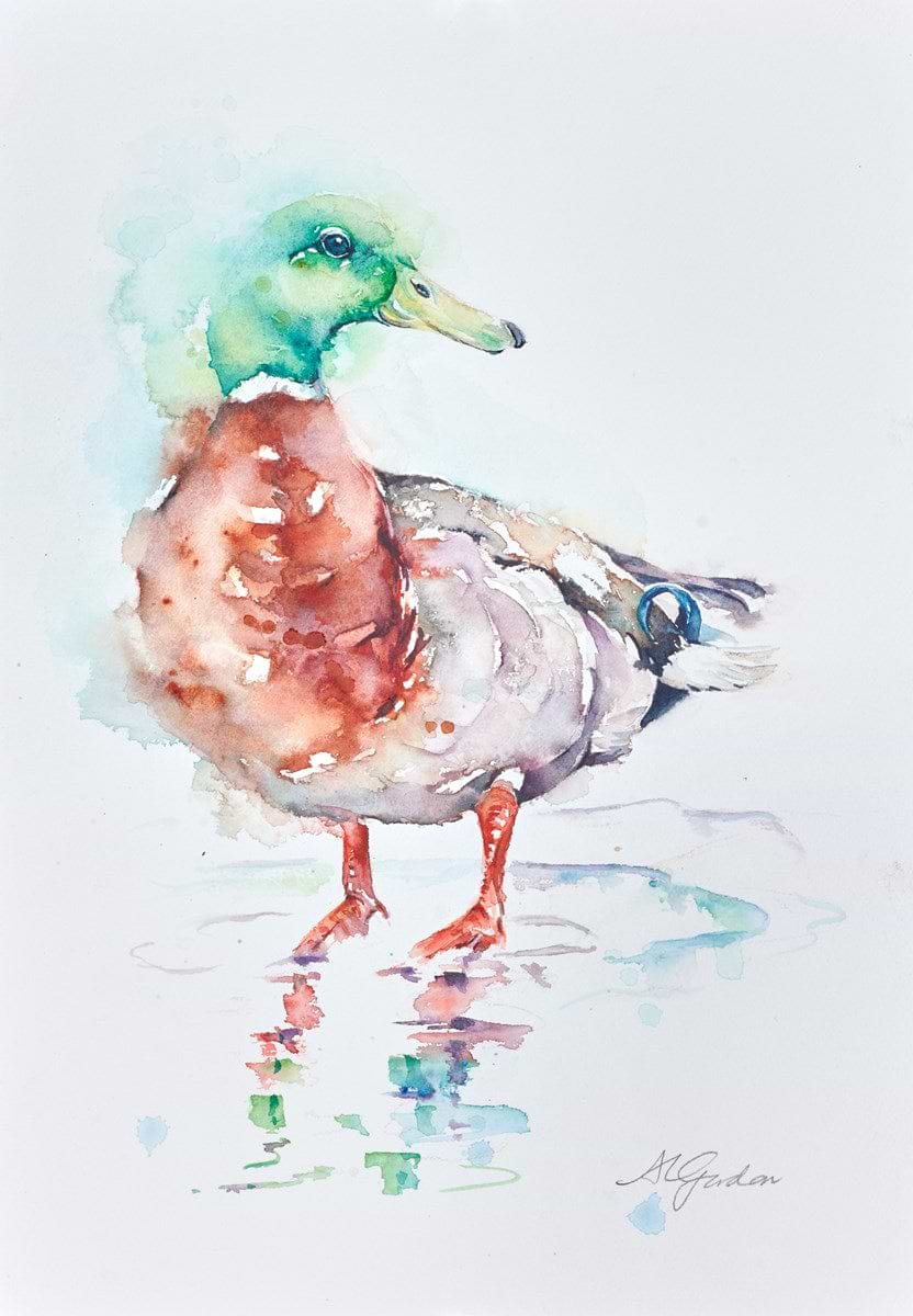 Mallard Drake