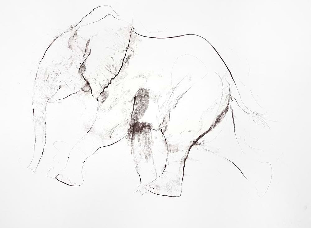 Young Elephant Sketch IX