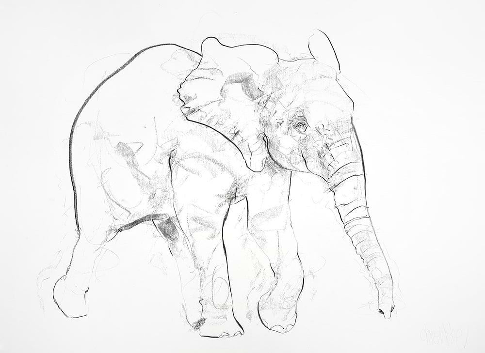 Young Elephant Sketch VII