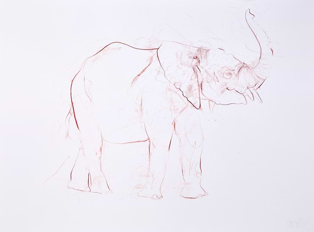Young Elephant Sketch XIV