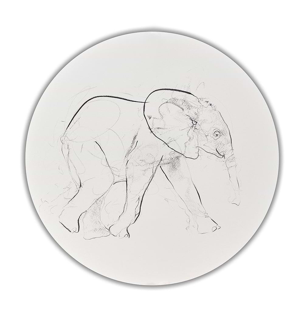 Elephant Study XXX