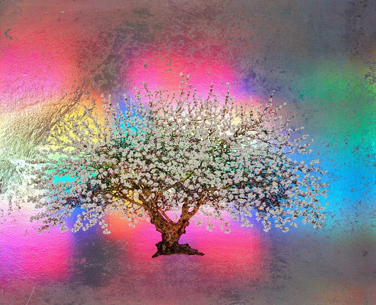 Lady Jane Grey, Rainbow Blossom